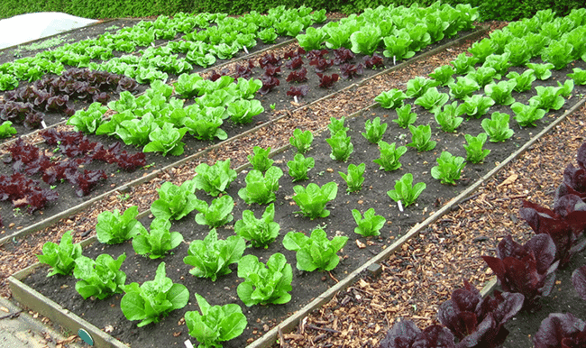 Organic farming